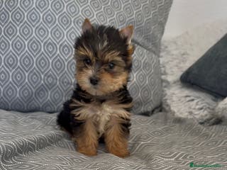 Yorkshire Terrier perros Yorkshire terrier Toy macho disponible - Anuncio 1