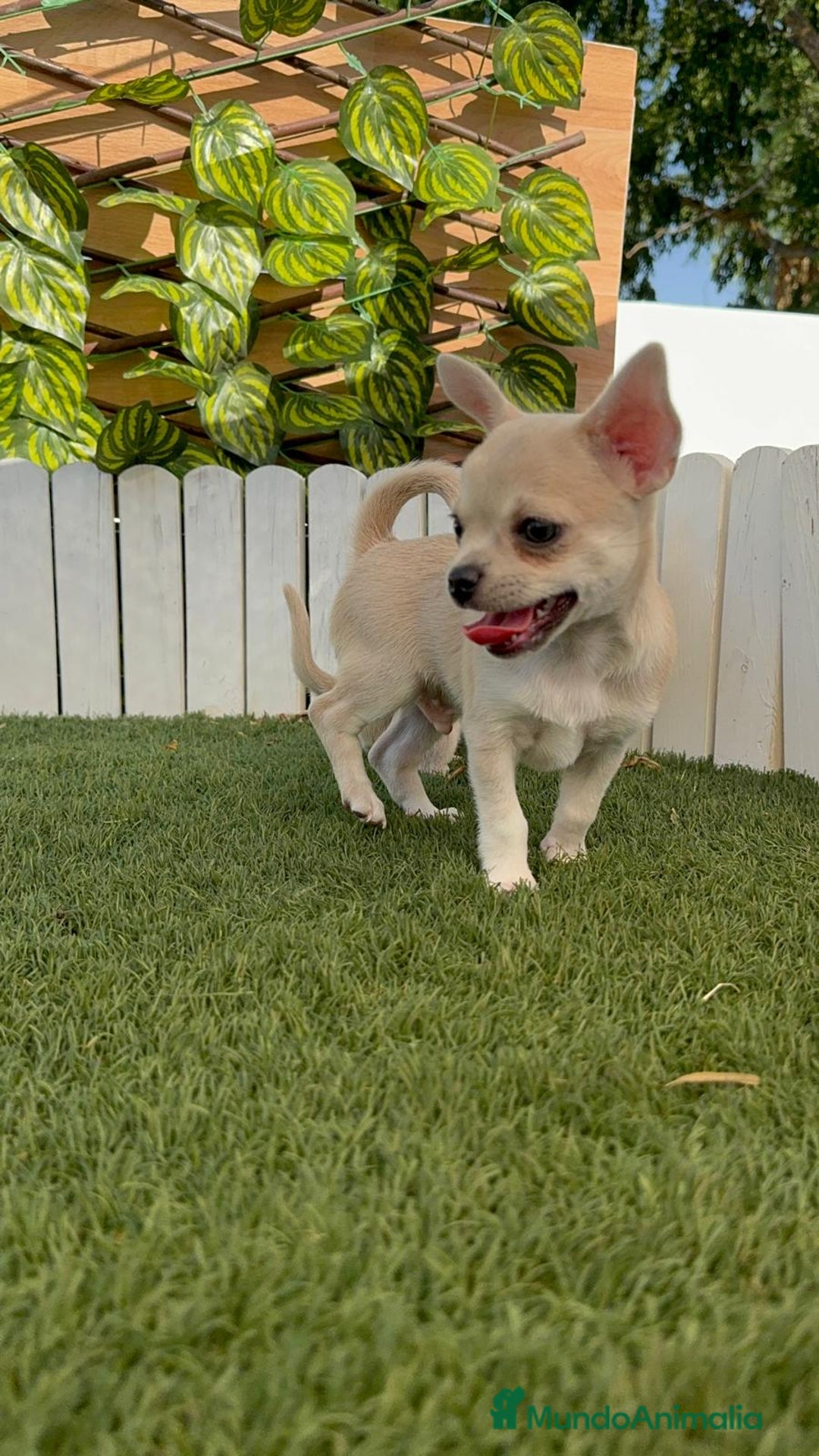 Chihuahua perros en venta: CHIHUAHUA MACHO - Imagen 4