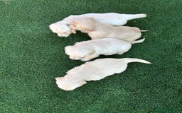 Golden Retriever perros en venta: GOLDEN RETRIEVER  - Imagen 4