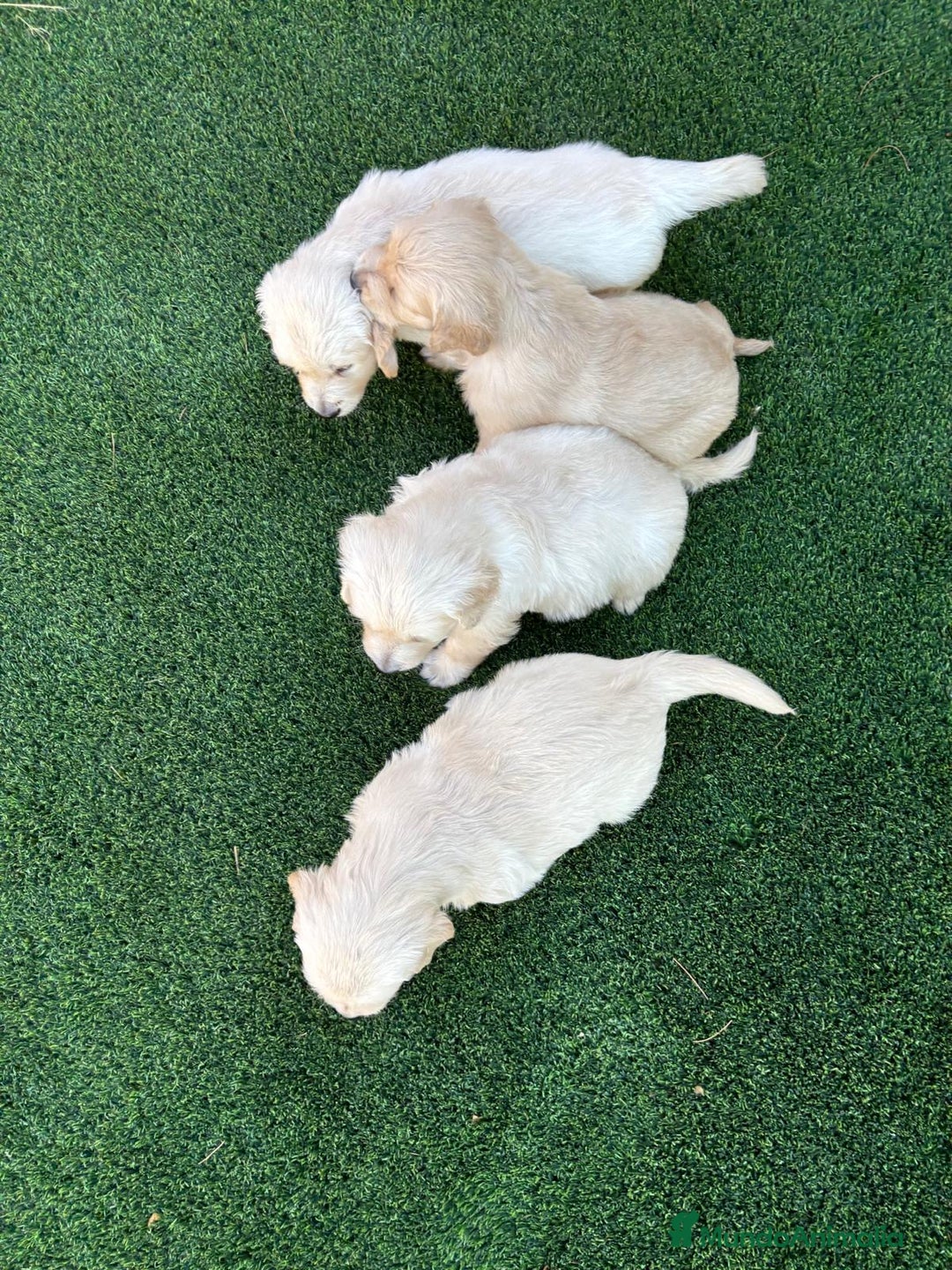 Golden Retriever perros en venta: GOLDEN RETRIEVER  - Imagen 4