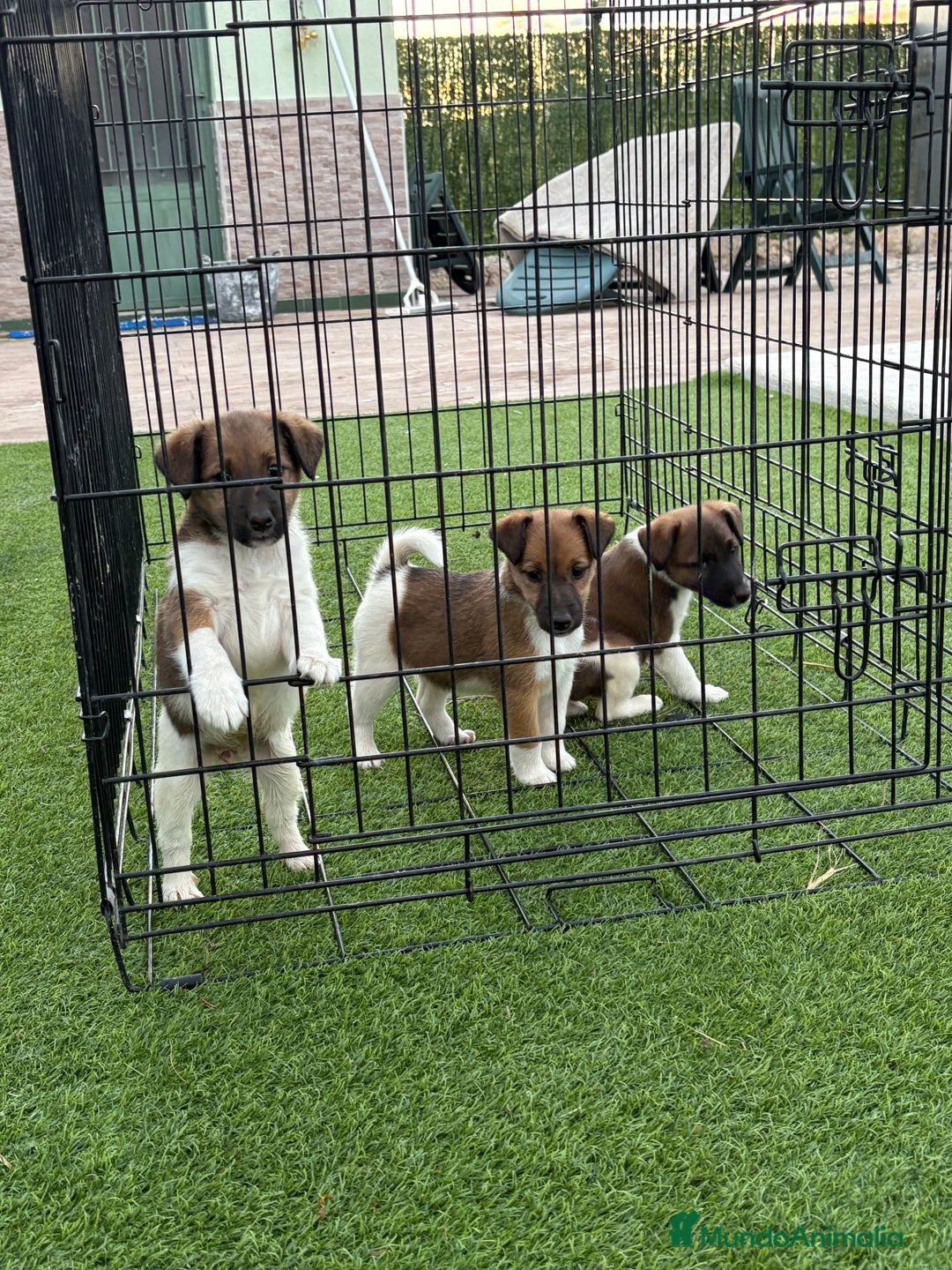 Fox Terrier de Pelo Liso perros en venta: Cachorros fox terrier pelo liso  - Anuncio 4