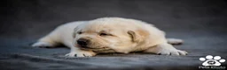 Labrador Retriever perros en venta: Cachorros de Labrador Retrievers - Anuncio 3