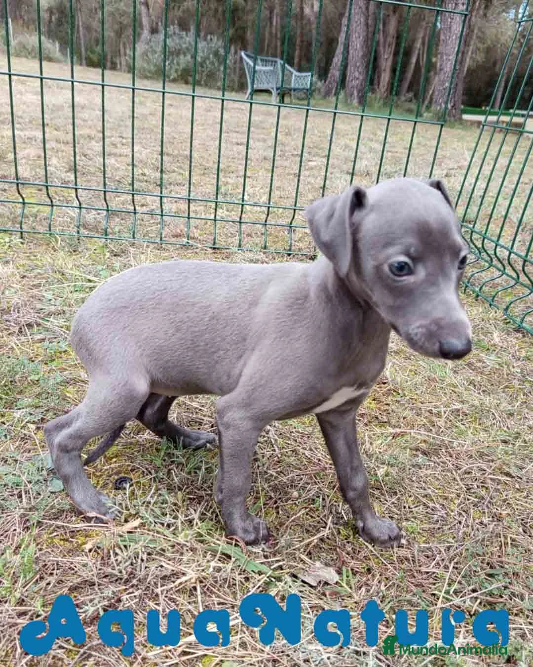 Pequeño Lebrel Italiano perros en venta:  Lebrel Italiano Hembra 1 de AB y Omega AQUANATURA - Anuncio 8