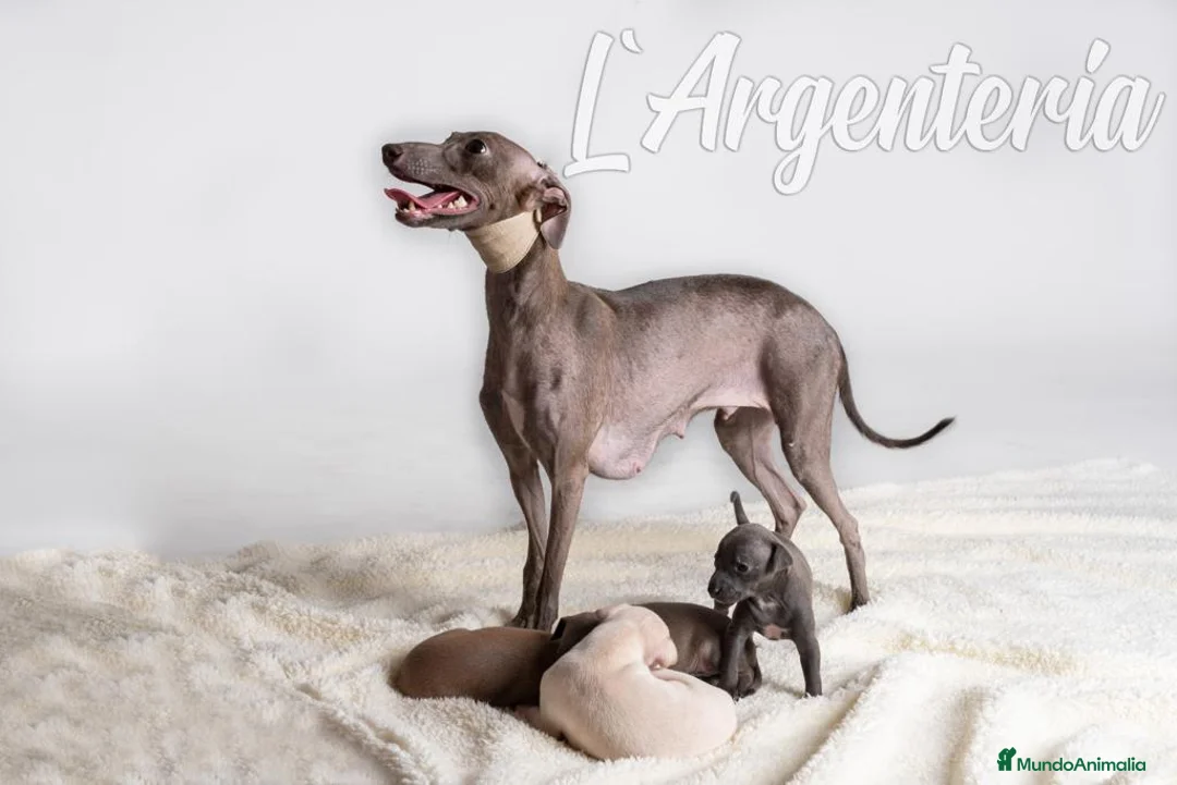 Pequeño Lebrel Italiano perros en venta: Camada cachorros Piccolo Lebrel Italiano - Anuncio 7