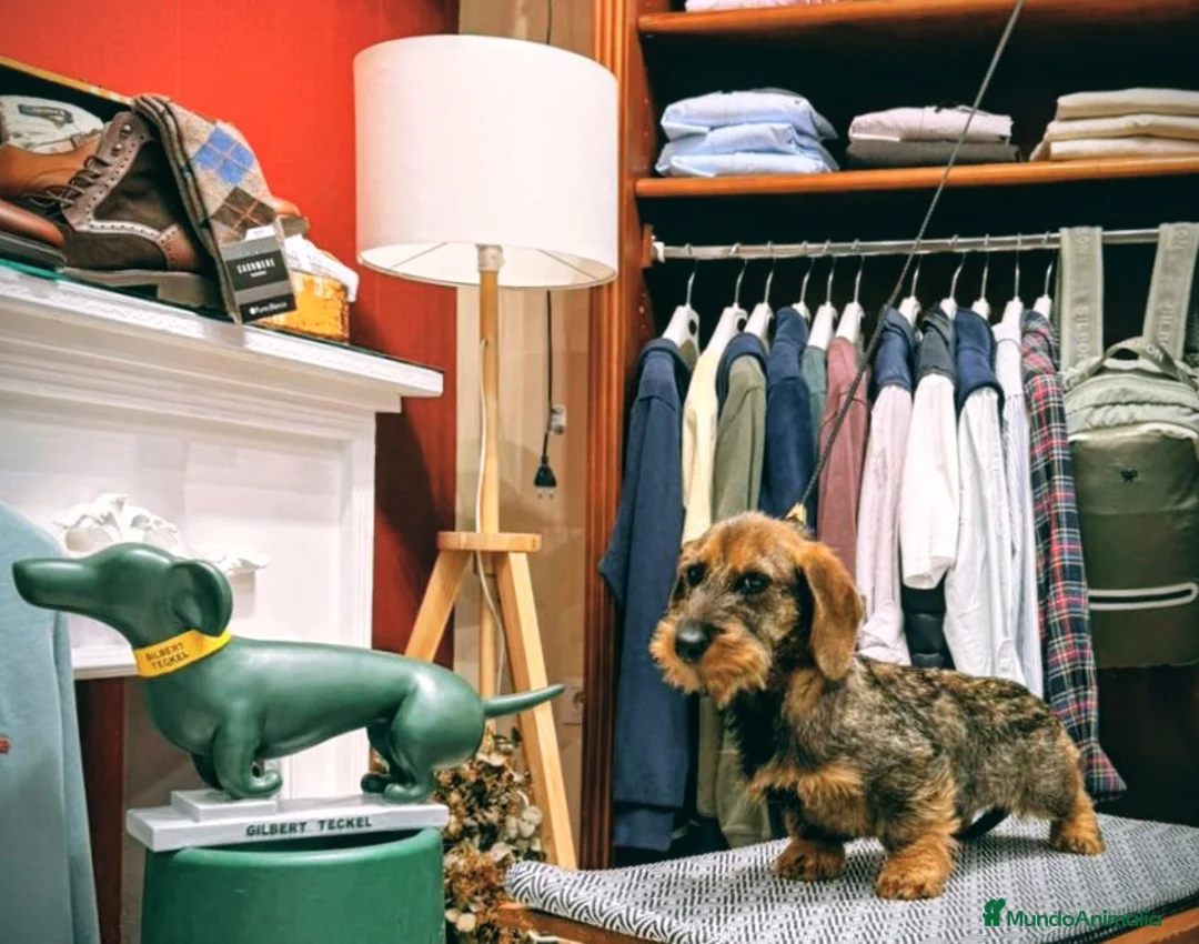 Teckel Miniatura perros en venta: Teckel Canichen pelo duro - Anuncio 5