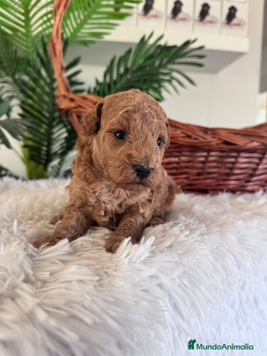 Caniche Toy perros en venta: CANICHE TOY - Imagen 18