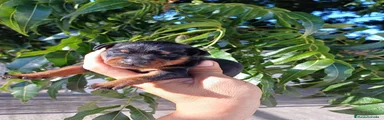 Pinscher Miniatura 1