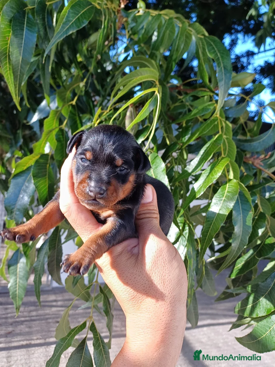 Pinscher Miniatura perros en venta: Pinscher miniatura  - Anuncio 2
