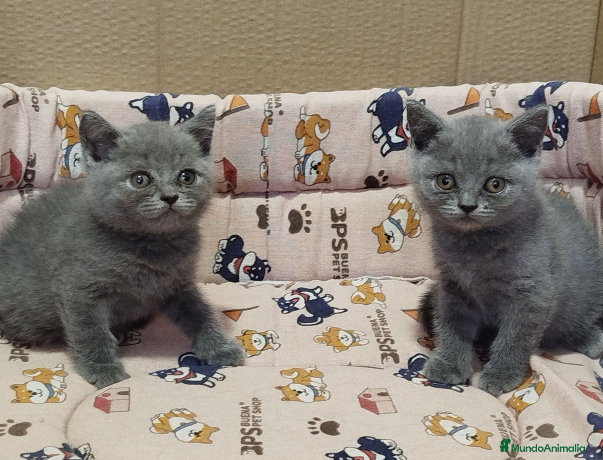 Británico de Pelo Corto Azul gatos British Shorthair  - Anuncio 32