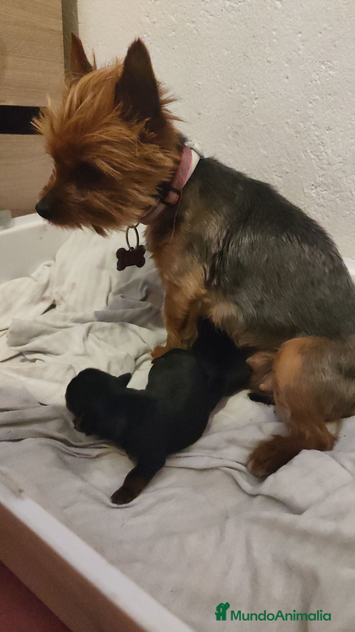Yorkshire Terrier perros Yorkshire terrier de Prao Toro  - Anuncio 1