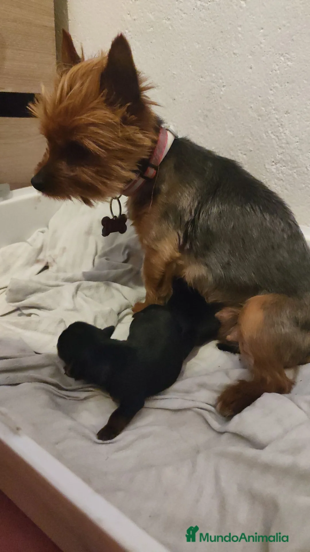 Yorkshire Terrier perros en venta: Yorkshire terrier de Prao Toro  - Anuncio 1