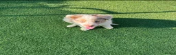 Border Collie perros en adopcion: Border collie - Anuncio 12
