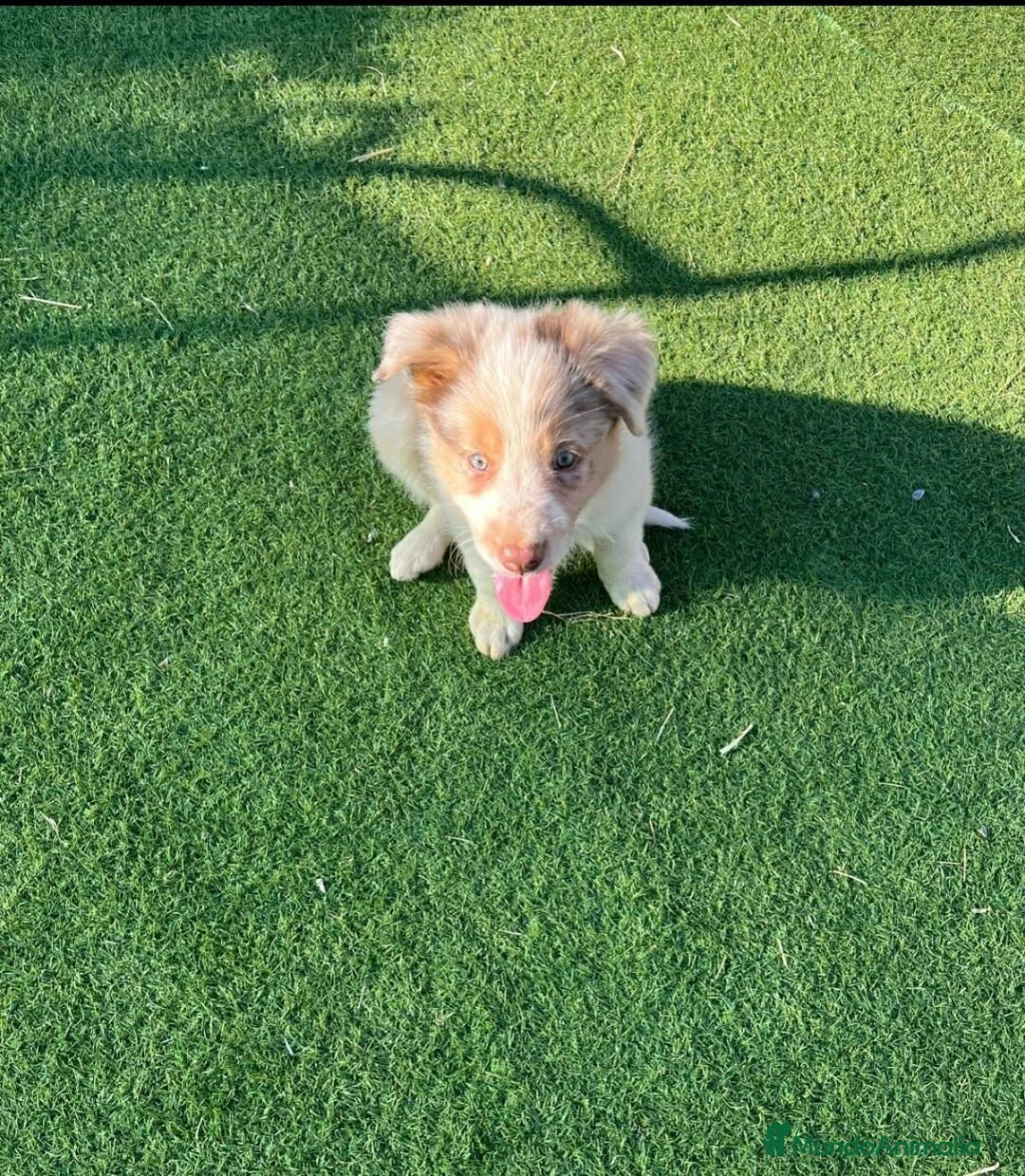 Border Collie perros en adopcion: Border collie - Anuncio 12