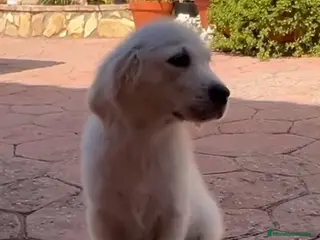Golden Retriever perros PRECIO REAL Cachorro golden retriever - Anuncio 1