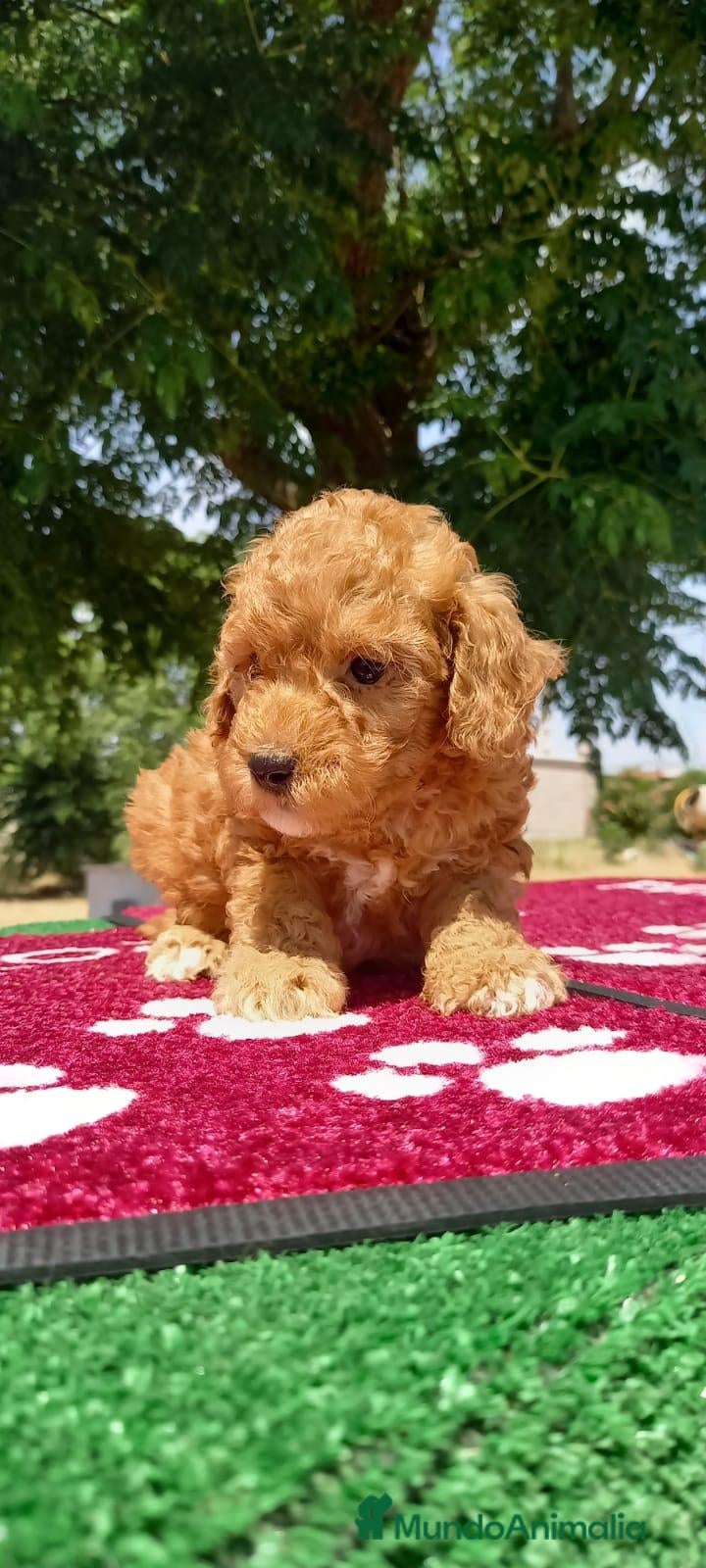 Caniche Toy perros caniche apricot - Anuncio 1
