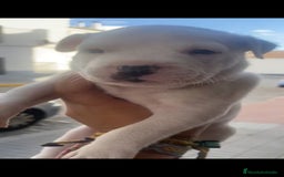 American Staffordshire-Terrier perros en venta: Última pareja de american stanfor!! - Imagen 4