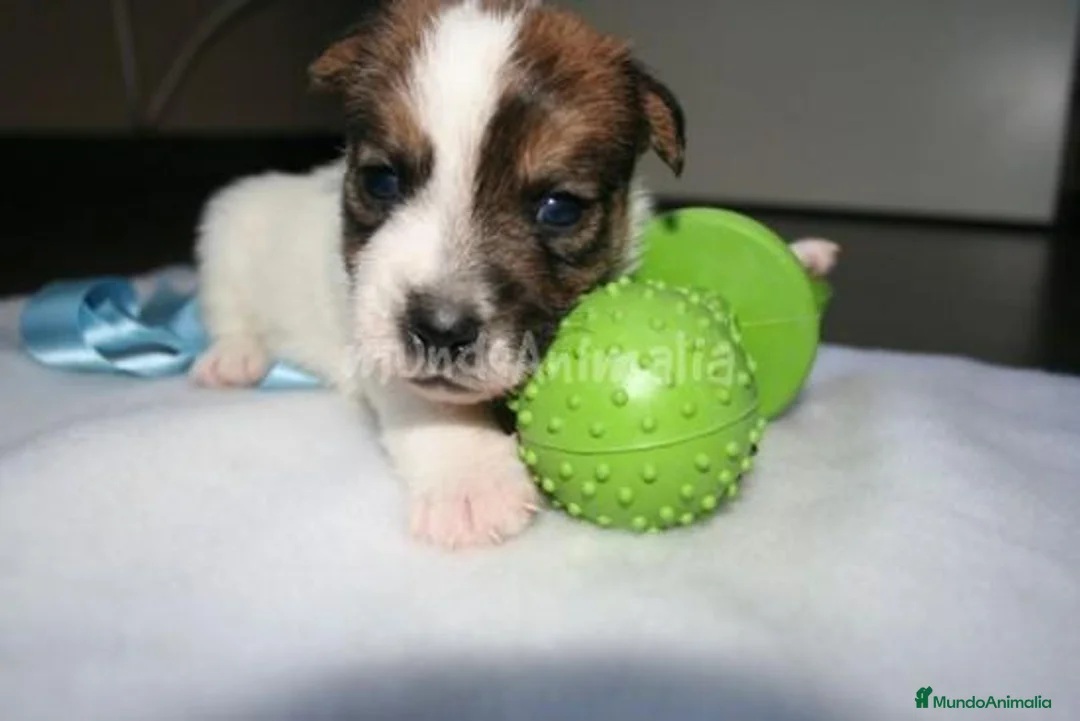 Imagen de galería {{count}}