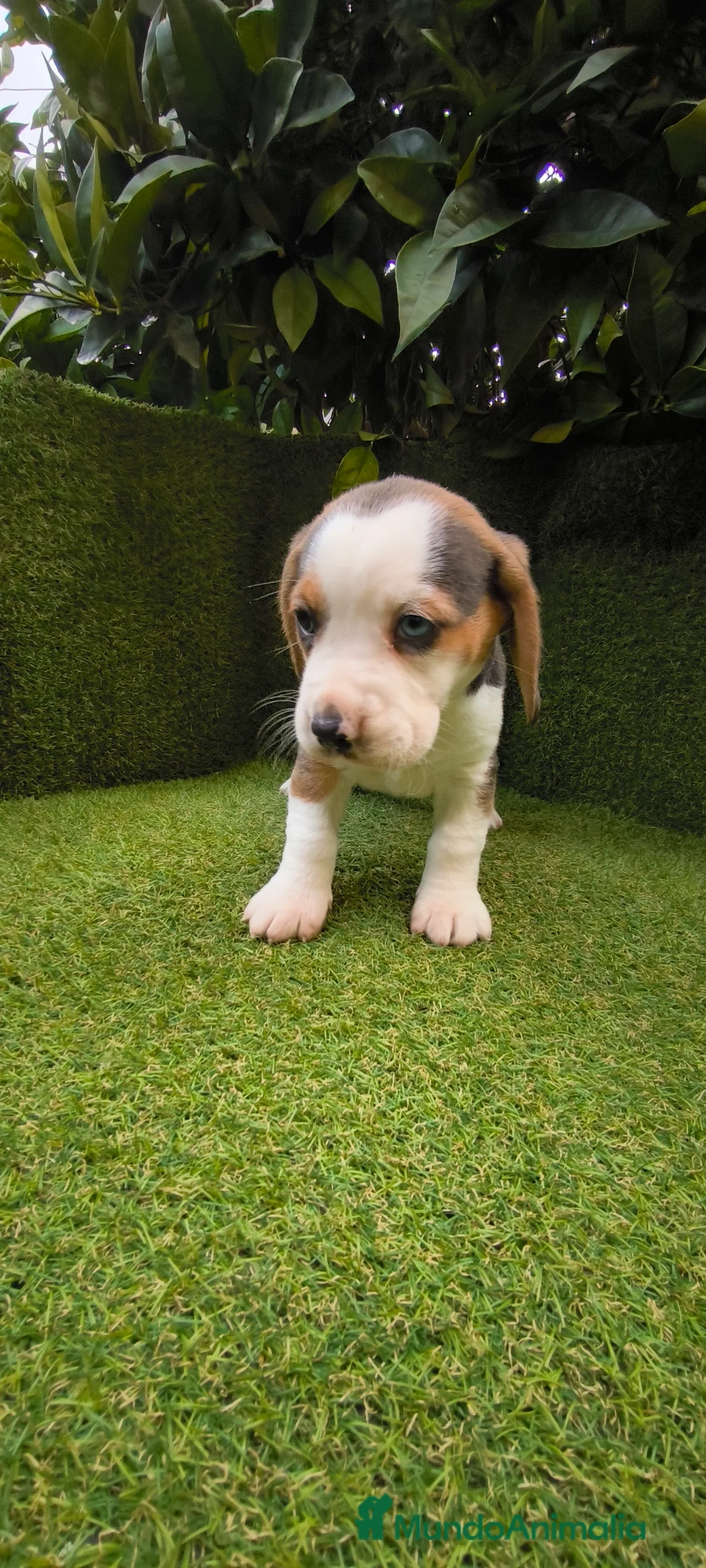 Beagle perros en venta: Beagles tricolor y bicolor  - Anuncio 1