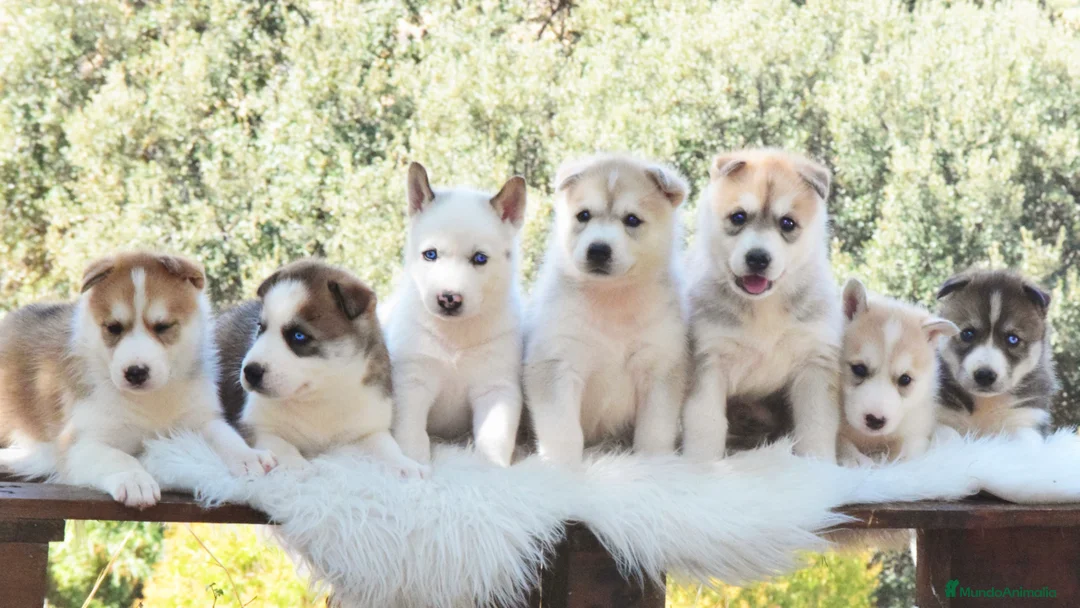 Imagen de galería {{count}}