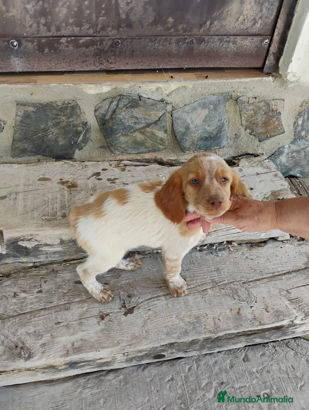 Raza Mixta perros en venta: Cruzaditos de Coker minis Espectaculares  - Anuncio 1
