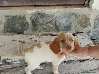 Raza Mixta perros Cruzaditos de Coker minis Espectaculares - Anuncio 1
