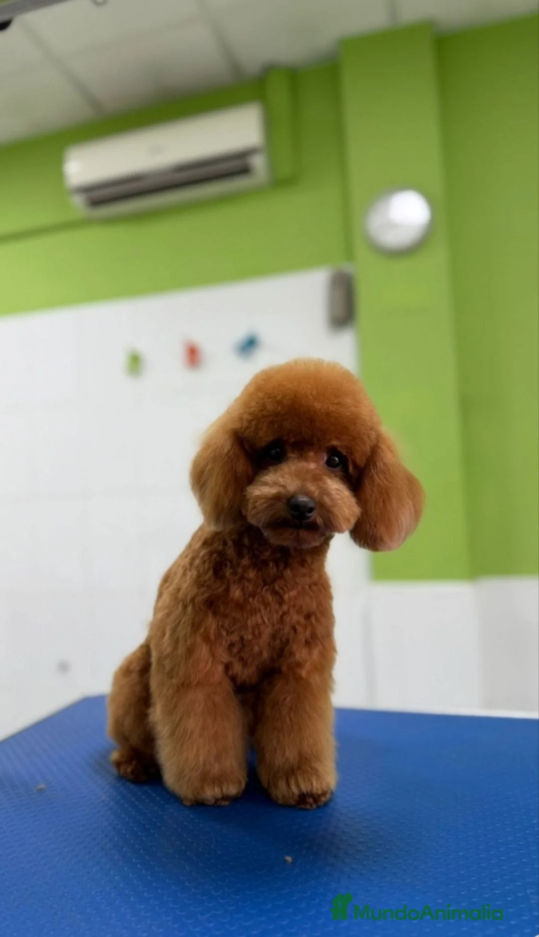 Caniche Enano perros en venta: CANICHE ROJO  - Anuncio 1