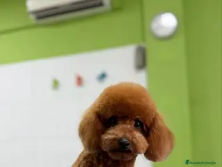 Caniche Enano perros CANICHE ROJO - Anuncio 2