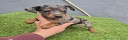 Pinscher Miniatura perros en venta: Pinscher miniatura merle - Anuncio 12