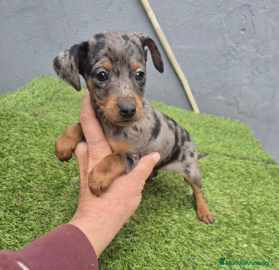 Pinscher Miniatura perros en venta: Pinscher miniatura merle - Anuncio 12