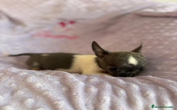 Chihuahua perros en venta: Chihuahua micro toy ruso - Imagen 15