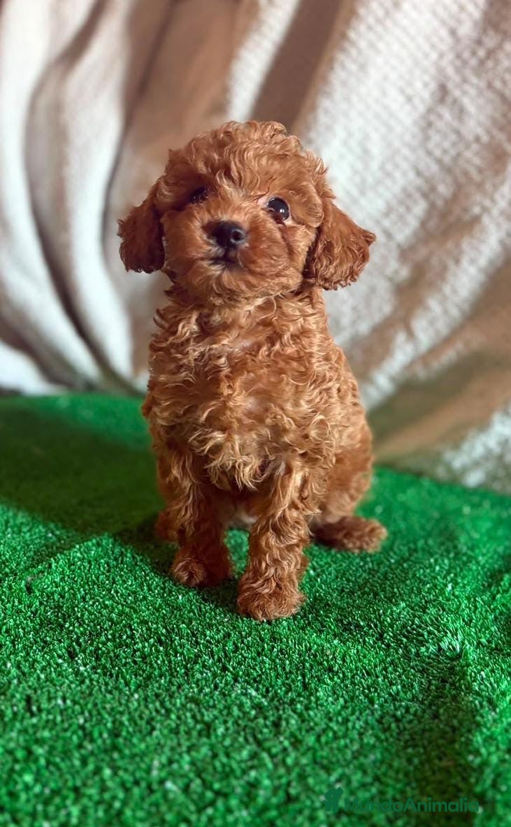 Caniche Toy perros Cachorros caniche toy  - Anuncio 1