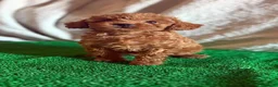 Caniche Toy perros en venta: Cachorros caniche toy  - Anuncio 1