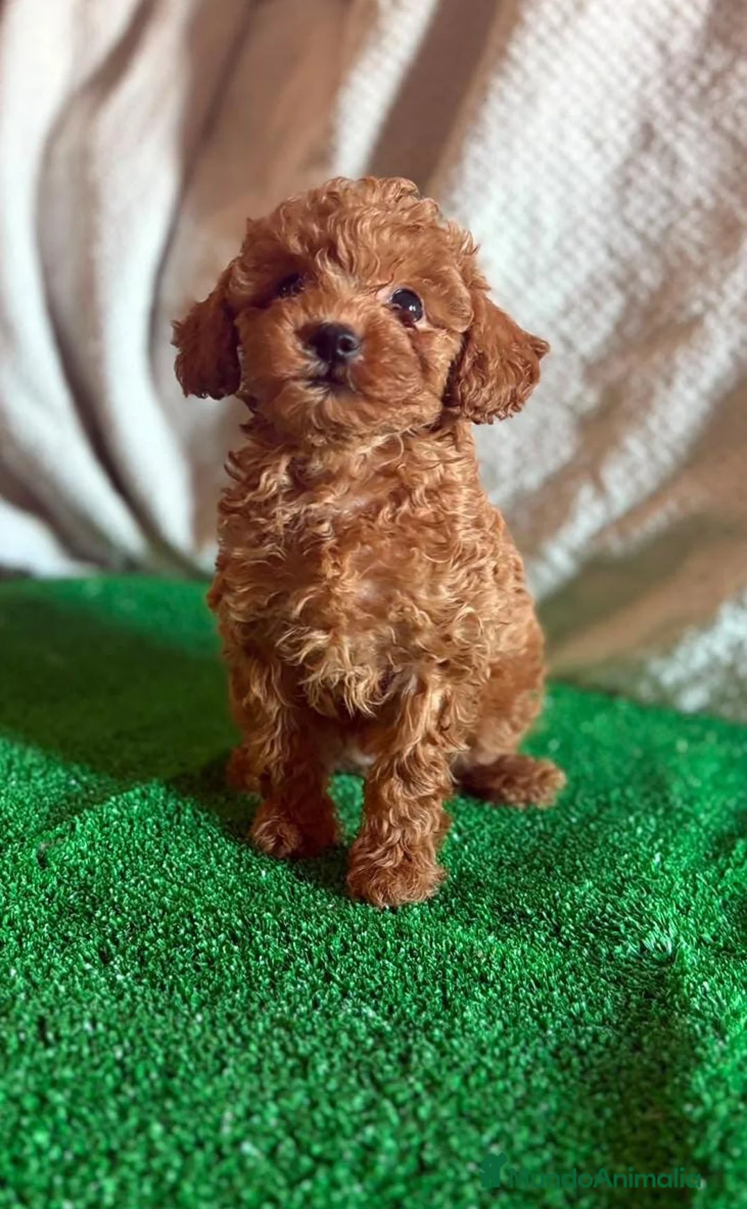 Caniche Toy perros en venta: Cachorros caniche toy  - Anuncio 1