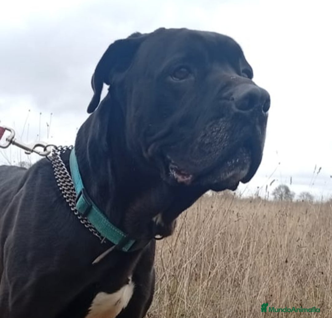 Cane Corso perros en adopcion: Cano Corso THAI en adopción - Anuncio 1