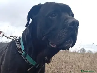 Cane Corso perros Cano Corso THAI en adopción - Anuncio 5