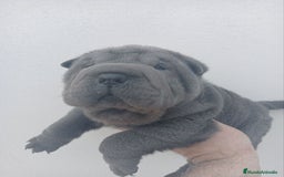 Shar Pei perros en venta: ‼️‼️Preciosa camada de minipeis - Imagen 3