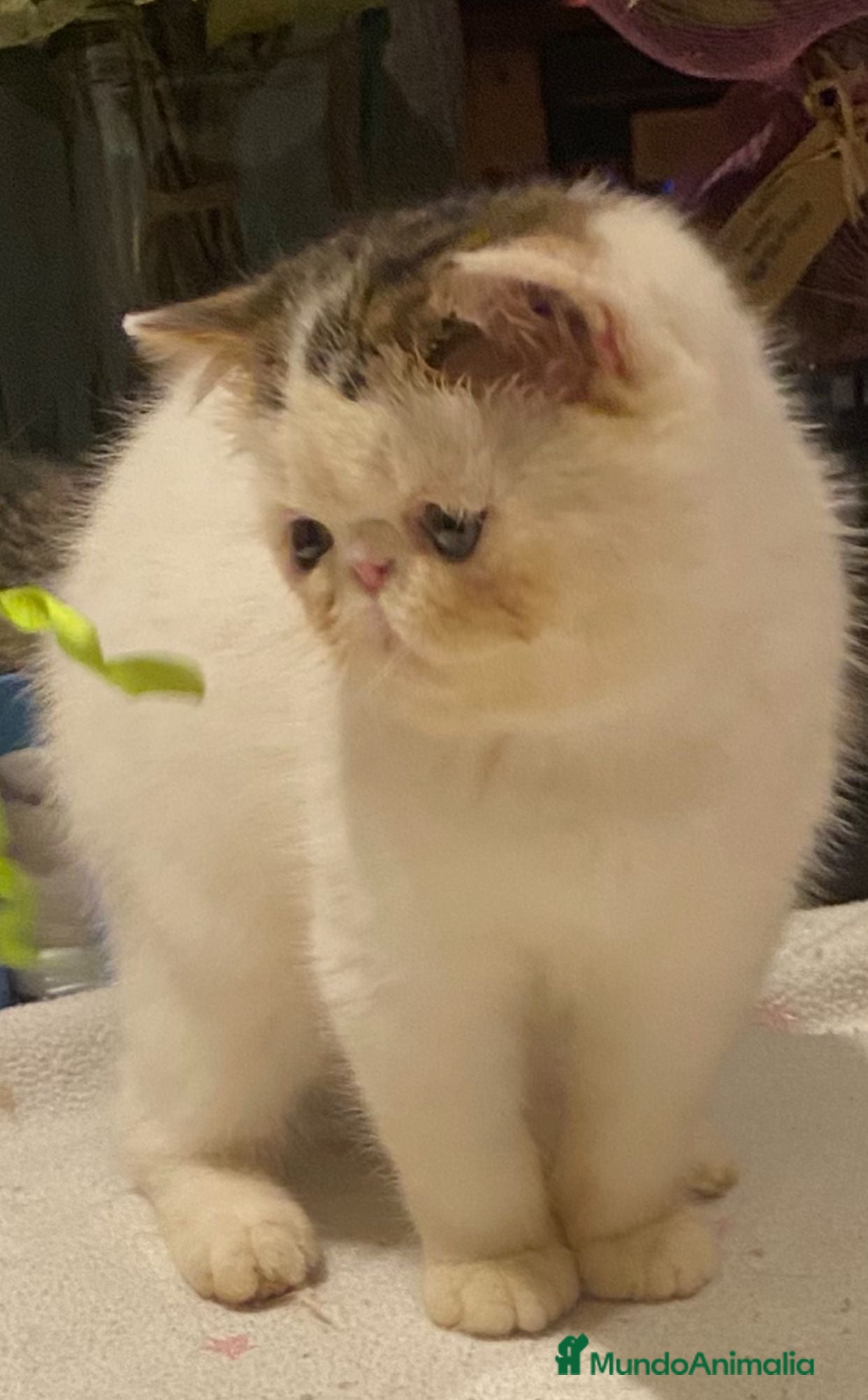 Exótico de Pelo Corto gatos PERSAS EXOTICOS - Anuncio 2