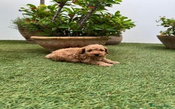 Caniche Toy perros en venta: Caniche Toy - Imagen 2