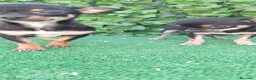 Chihuahua perros en venta: Chihuahua  - Anuncio 4