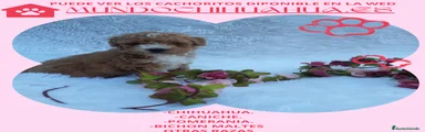 Caniche Toy Cachorro 3