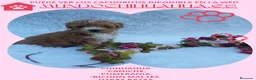 Caniche Toy perros en venta: PRECIOSOS CANICHE  ROJO LINEA TOY   - Anuncio 13