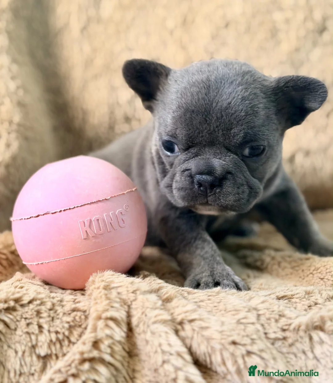 Bulldog Francés perros en venta: Hembra bulldog francés blue - Anuncio 1