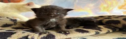 Maine Coon gatos en venta: Los Black  - Anuncio 3