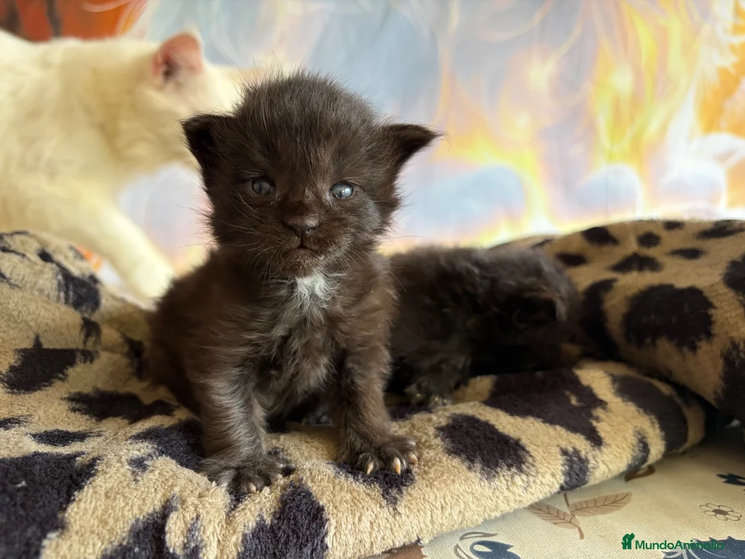 Maine Coon gatos en venta: Los Black  - Anuncio 3