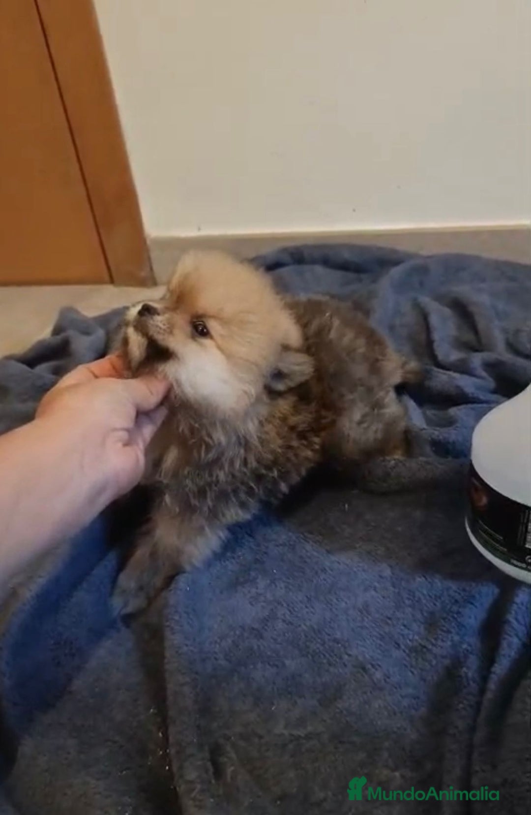 Pomerania perros en venta: Lulu pomerania toy osito - Imagen 9