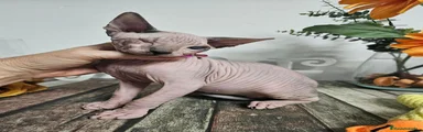 Sphynx 1