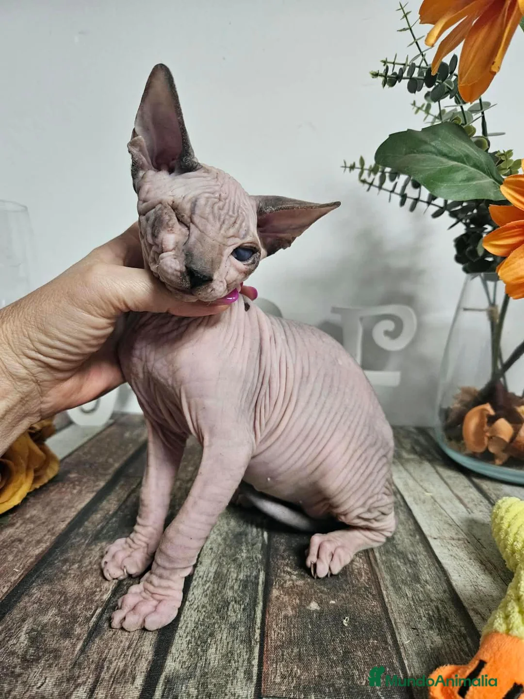 Sphynx gatos en venta: Sphynx - Anuncio 3