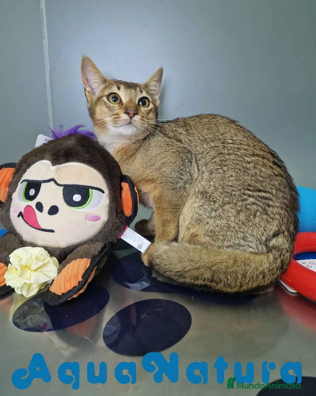 Abisinio gatos en venta: Abisinio Macho de Santa 1932 AQUANATURA - Anuncio 8