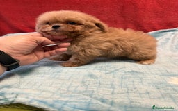 Shihpoo perros en venta: Monísima ShihPoo  - Imagen 5