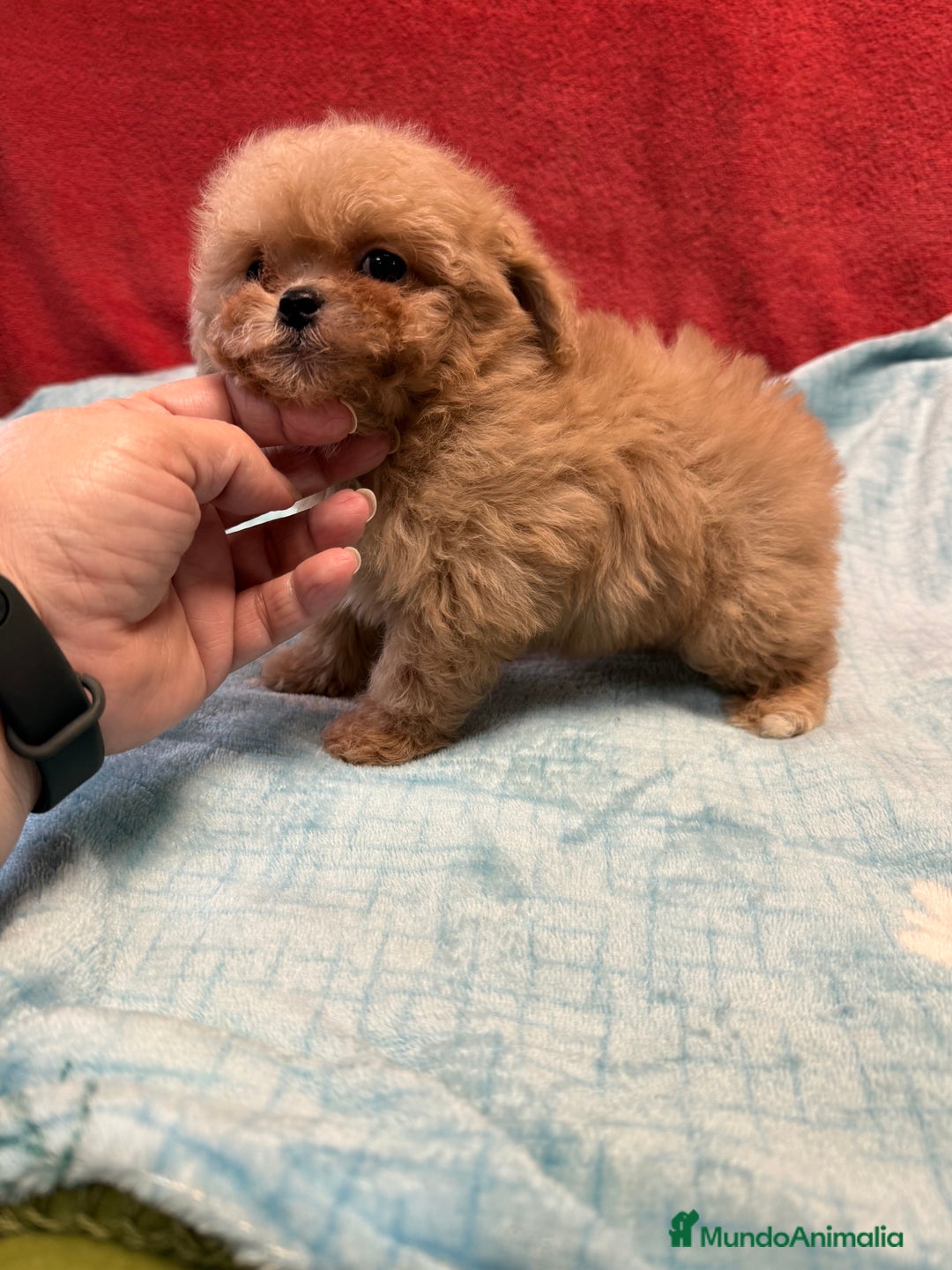 Shihpoo perros en venta: Monísima ShihPoo  - Imagen 5